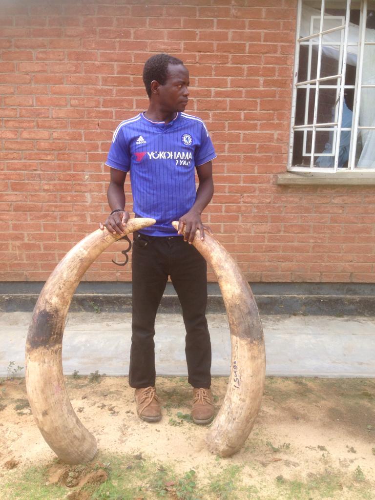 Hunter arrested  for possessing  elephant ivory