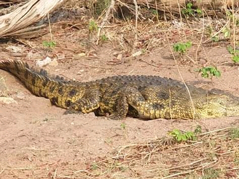 Crocodile kills ageing woman in Nkhotakota