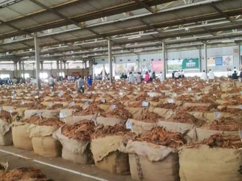2020 Tobacco Market to Open Amid COVID-19 Pandemic